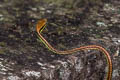 Bonzeback sp. Dendrelaphis sp.