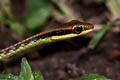 Bonzeback sp. Dendrelaphis sp.