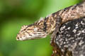 Changeable Crested Lizard Calotes versicolor (Garden Lizard)