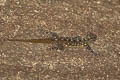 Chanthaburi Rock Gecko Cnemaspis chanthaburiensis (Chanthaburi Day Gecko)