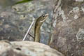 Chequered Keelback Fowlea piscator (Chequered Keelback Water Snake)