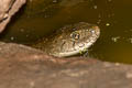 Chequered Keelback Fowlea piscator (Chequered Keelback Water Snake)