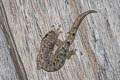 Chiang Mai Dwarf Gecko Hemiphyllodactylus chiangmaiensis