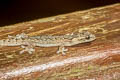 Chiang Mai Dwarf Gecko Hemiphyllodactylus chiangmaiensis