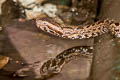 Chinese Mountain Pit Viper Ovophis monticola