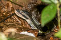 Common Bamboo Snake Pseudoxenodon bambusicola