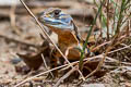 Common Butterfly Lizard Leiolepis belliana (Bell's Butterfly Lizard)