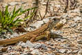 Common Butterfly Lizard Leiolepis belliana (Bell's Butterfly Lizard)