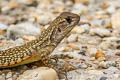 Common Butterfly Lizard Leiolepis belliana (Bell's Butterfly Lizard)