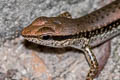 Common Forest Skink Sphenomorphus maculatus (Spotted Forest Skink)