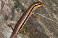 Common Forest Skink Sphenomorphus maculatus (Spotted Forest Skink)