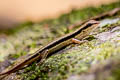 Common Forest Skink Sphenomorphus maculatus (Spotted Forest Skink)