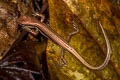 Common Forest Skink Sphenomorphus maculatus (Spotted Forest Skink)