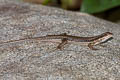 Common Forest Skink Sphenomorphus maculatus (Spotted Forest Skink)