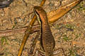 Common Forest Skink Sphenomorphus maculatus (Spotted Forest Skink)