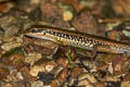 Common Forest Skink Sphenomorphus maculatus (Spotted Forest Skink)