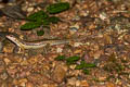 Common Forest Skink Sphenomorphus maculatus (Spotted Forest Skink)