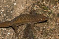 Common Four-clawed Gecko Gehyra mutilata