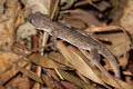 Common Four-clawed Gecko Gehyra mutilata