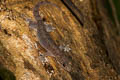 Common Four-clawed Gecko Gehyra mutilata