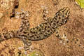 Common Four-clawed Gecko Gehyra mutilata