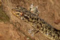 Common Four-clawed Gecko Gehyra mutilata