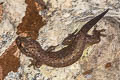 Common Four-clawed Gecko Gehyra mutilata