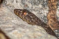 Common Four-clawed Gecko Gehyra mutilata