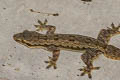 Common Frilly Gecko Hemidactylus platyurus (Frilly House Gecko)