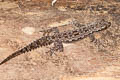 Common Frilly Gecko Hemidactylus platyurus (Frilly House Gecko)