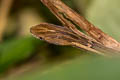 Common Mock Viper Psammodynastes pulverulentus