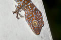 Common Tokay Gecko Gekko gecko