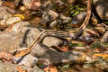 Copperhead Racer Coelognathus radiatus  (Radiated Rat Snake)