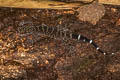 Doi Phu Kha Bent-toed Gecko Cyrtodactylus phukhaensis