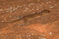 Fehlmann's Four-clawed Gecko Gehyra fehlmanni