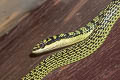 Golden Tree Snake Chrysopelea ornata (Ornate Flying Snake)