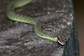 Golden Tree Snake Chrysopelea ornata (Ornate Flying Snake)