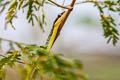 Golden Tree Snake Chrysopelea ornata (Ornate Flying Snake)