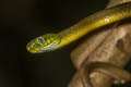 Green Cat Snake Boiga cyanea