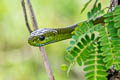 Green Cat Snake Boiga cyanea