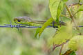 Green Cat Snake Boiga cyanea