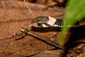 Green Keelback Rhabdophis nigrocinctus (Black-banded Keelback)