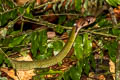 Green Keelback Rhabdophis nigrocinctus (Black-banded Keelback)