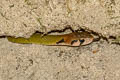 Green Keelback Rhabdophis nigrocinctus (Black-banded Keelback)