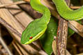 Guo's Pit Viper Trimeresurus guoi 