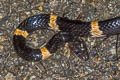 Indian Banded Wolf Snake Lycodon fasciatus