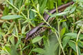 Indian Forest Skink Sphenomorphus indicus