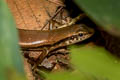 Indian Forest Skink Sphenomorphus indicus