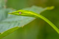 Indochinese Long-nosed Whip Snake Ahaetulla fusca (Indian Vine Snake)