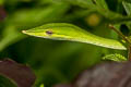 Indochinese Long-nosed Whip Snake Ahaetulla fusca (Indian Vine Snake)